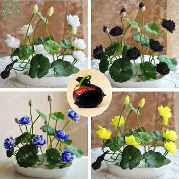 Flower seeds Multicolor lotus seeds hydroponic plants aquatic flowers mini