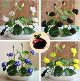 Flower seeds Multicolor lotus seeds hydroponic plants aquatic flowers mini