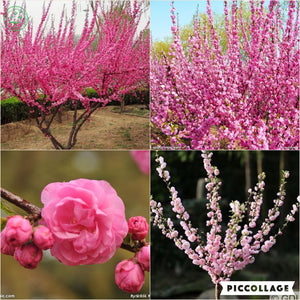 New Home Garden Bonsai Plant 12 Seeds FLOWERING ALMOND Prunus Triloba Flowe