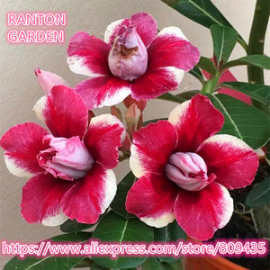 New arrive professional package 5 PCS "Red Rose" Adenium Obesum seeds quali