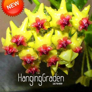 Loss Promotion!Green Hoya Seeds, Potted Seed, Hoya Carnosa Flower Seed Gard