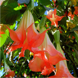 Brugmansia Suaveolens Seeds (Pink Angel's Trumpet) huge, fragrant trumpet F