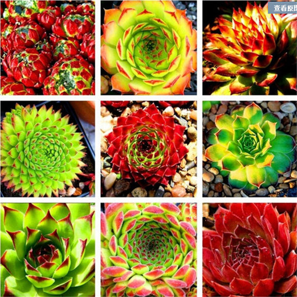 Fresh Rare Sempervivum Seeds (Mixed) bonsai Succulent Plant Flower Seeds