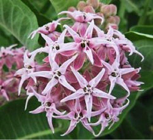 Flower seeds Potted plant seeds Pink Asclepias Milkweed / Butterfly Weed Fl