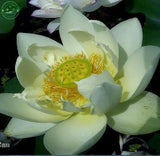 Flower seeds bonsai White Water lilies  lotus seeds /ponds Plants garden Po