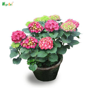 hydrangea flower seedling bonsai garden planting DIYgarden supplies flower