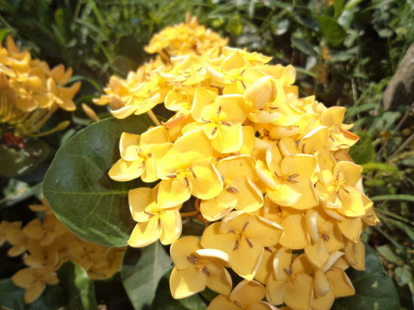 Garden bonsai flower seeds. 10 PCS yellow hydrangea seeds. Beauty and fragr