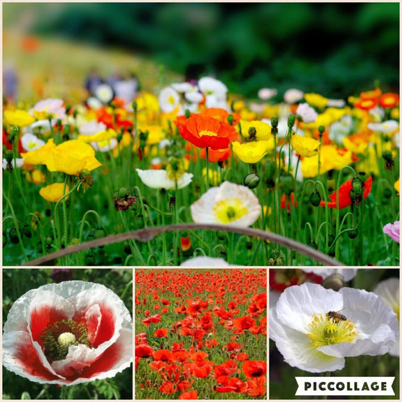 Wholesale Oriental poppy flowers, flower seeds potted flowers varieties of