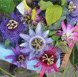 Fruit seeds Passion Flower Seeds Vine Colorful flowers Fruit Passiflora bon