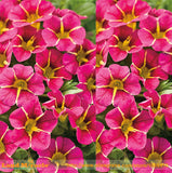 Rare Pink Mariandl Stunning Tricolor Petunia Annual Indoor Bonsai Flower Se
