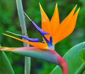 New Arrival 2 Seeds Home Garden Plant Strelitzia Reginae Reginaei Bird Of P