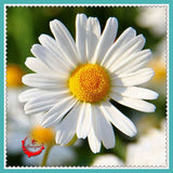 1 Package 400 Shasta Daisy Seeds Lower Seed Bonsai Plant Home Garden-in B