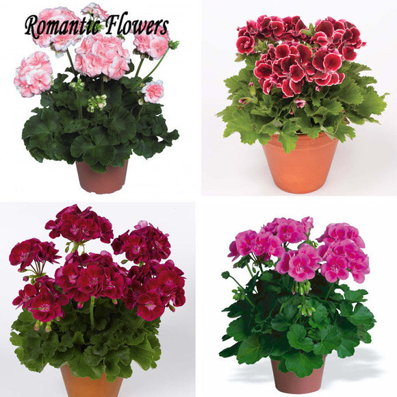 Special Offer! 10pcs / Bag Seeds Potted Geranium Planting Season Seeds Germ