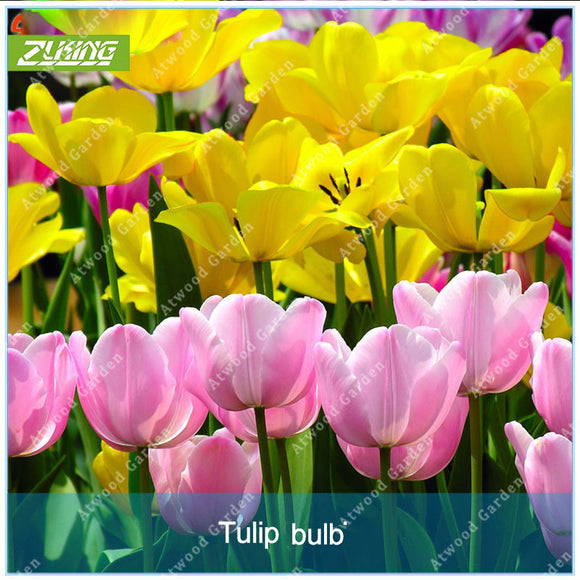 ZLKING Rare 2 Pcs Bulbs Tulips Flowers Seeds Bonsai Tulip Seeds Flower Plan