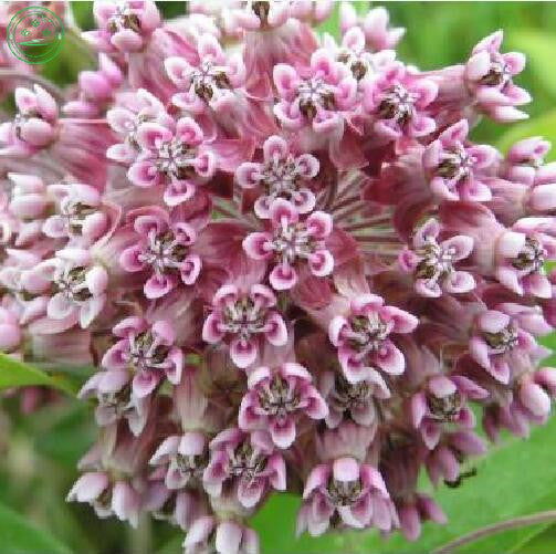 Flower seeds Potted plant seeds Pink Asclepias Milkweed / Butterfly Weed Fl