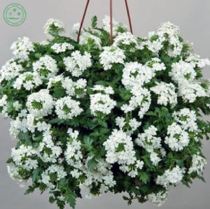 White Verbena seeds Climbing vine flower seeds Primula flower seeds fairy g