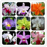 Cattleya Hybrida Flower seeds 20seeds Famous Flowers Orchids seeds Bonsai P