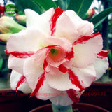 New arrive RANTON GARDEN 5 PCS "The Ensatina" Adenium Obesum seeds quality