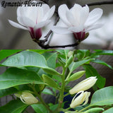 Magnolia Tree Seed, 10 / Pack, White Flowers Planting Seeds Without Graftin