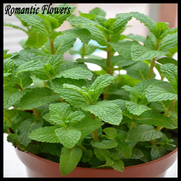 Spearmint Mint Seeds Edible Catnip Plant Flower Seeds Vegetable Seeds Free