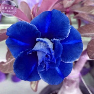 BELLFARM Adenium Dark Blue & White Petals Flower Seeds, 2 seeds, 2 layer de