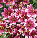 Heirloom Hardy Berry Chiffon Coreopsis Flower Seeds, Professional Pack, 20