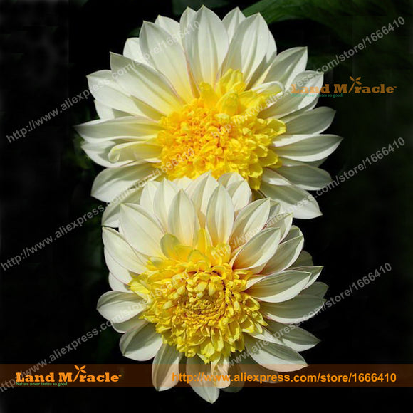 Rare Yellow heart White Dahlia Seed, 50 Seeds/Pack, Beautiful DALIA Bonsai