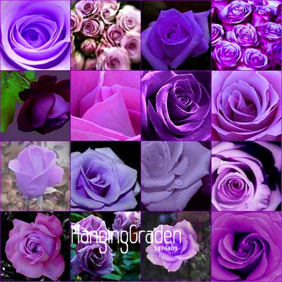 New Fresh Seeds 10 Pcs/Lot cheap rare burpee perfume Colors Purple Rose See