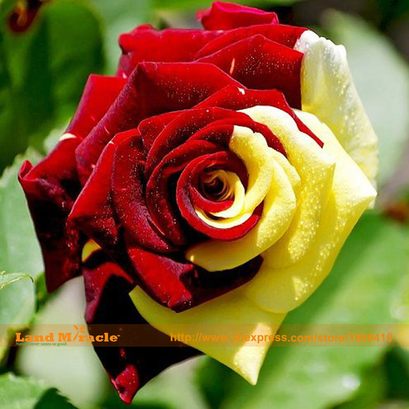 Red Yellow Rose Flower Seeds, 50 Seeds/Pack, Rosa Rugosa Rare Flower Seeds