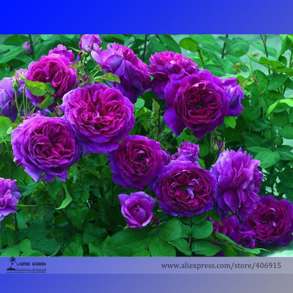 New Dark Purple Climbing Rose Perennial Flower Organic Seeds, Professional