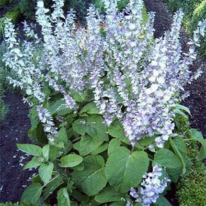 Salvia miltiorrhiza seeds Salvia miltiorrhiza potted flower seed   About 30