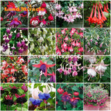 LAND MIRACLE 100% Genuine Fuchsia Seeds, 100 Seeds, Hanging Garden Ornament