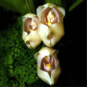 FD3629 new  Rare Eggs Baby Orchid Seeds Flower Seeds Plant Pot Yard Seed Bo