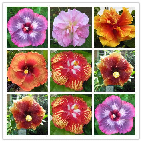 Promotion! 200pcs Hibiscus seeds 24kinds HIBISCUS ROSA SINENSIS Flower seed