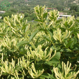 honeysuckle flower seed plants in climbing liana aromatic fragrant flower p