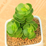 New arrival!200pcs rare Portulaca molokiniensis Seeds money wood tree Bonsa