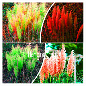 New Seeds 2017! 200 Seeds/Bag Pampas Grass Cortaderia Seeds Are Very Beauti