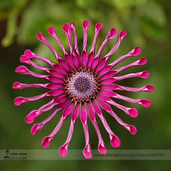 Rare Heirloom Flower 'Power Spider' Purple Chrysanthemum Seeds, Professiona