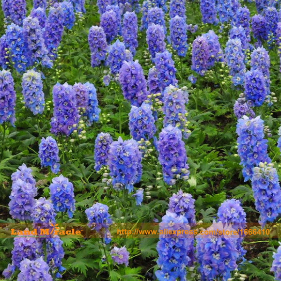 Purple Blue White Pink Delphinium Perennial Flowers, 100 Seeds/Pack, Big Bl