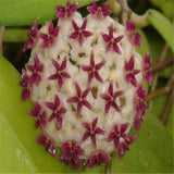 hoya seeds, potted seed, hoya carnosa flower seed Garden plants, perennial