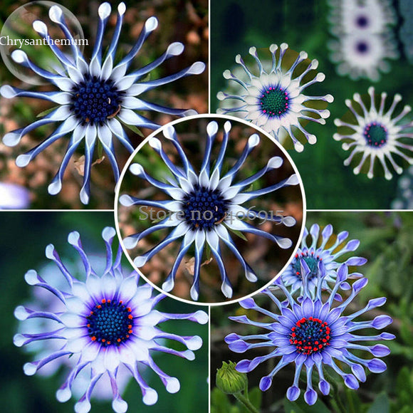 Heirloom Rare Purple Blue 'spider' Chrysanthemum Perennial Flowers, 50 Seed