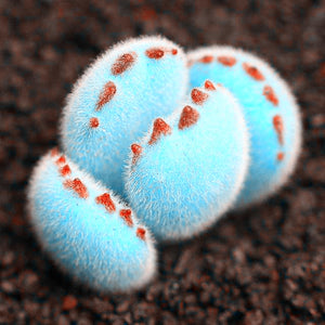 Hot sale!Promotion 200pcs/bag rare mini blue lithops seeds succulent seeds