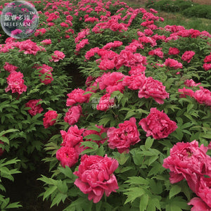 BELLFARM Rare Flower King Pink Red Peony Seedling Seeds, Professional Pack,