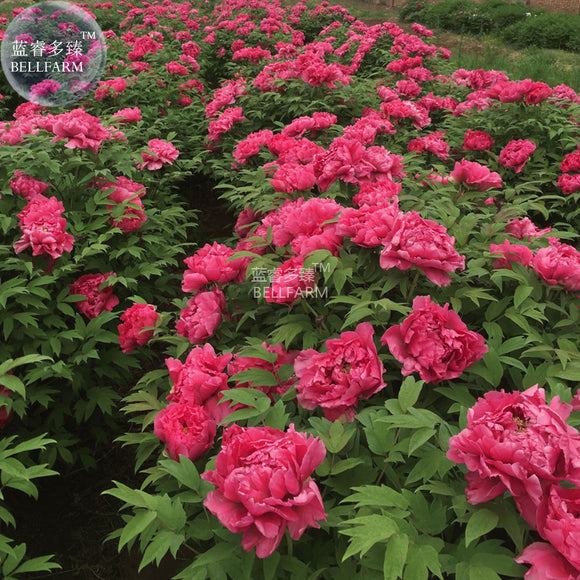 BELLFARM Rare Flower King Pink Red Peony Seedling Seeds, Professional Pack,