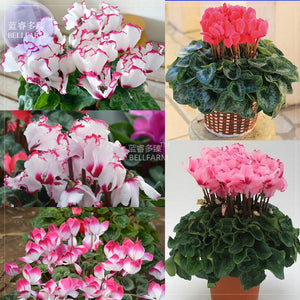 BELLFARM Cyclamen Perennial Flower Seeds, 3 seeds, professional pack, mixed