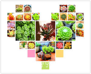 Best Selling!100pcs/Pack 99 Kinds to choose Lithops Seeds Succulents Seeds