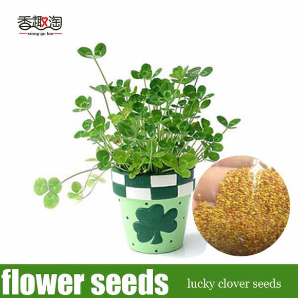 Clover seeds,small indoor flowers four leaf clover seed, lucky clover bonsa