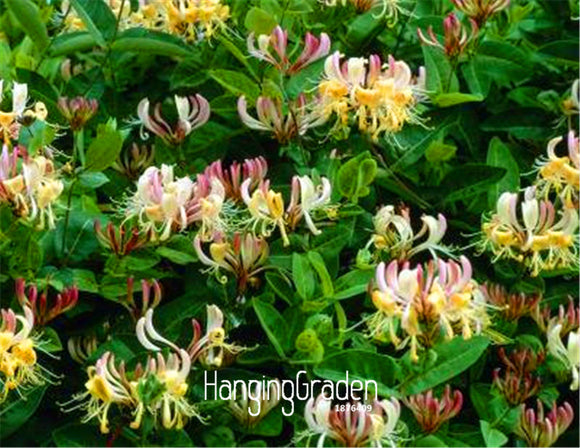 Hot Sale! 100 Seeds/Pack Honeysuckle Vine Seeds, Naturally Grown, rare flow