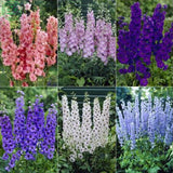 Flower seeds Delphinium Mix   Delphinium Cultorum Family garden Potted plan