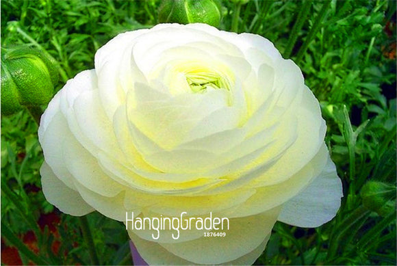 Hot Sale!10 PCS/Lot Ranunculus seeds Flower Seeds For Home & Garden DIY Pla